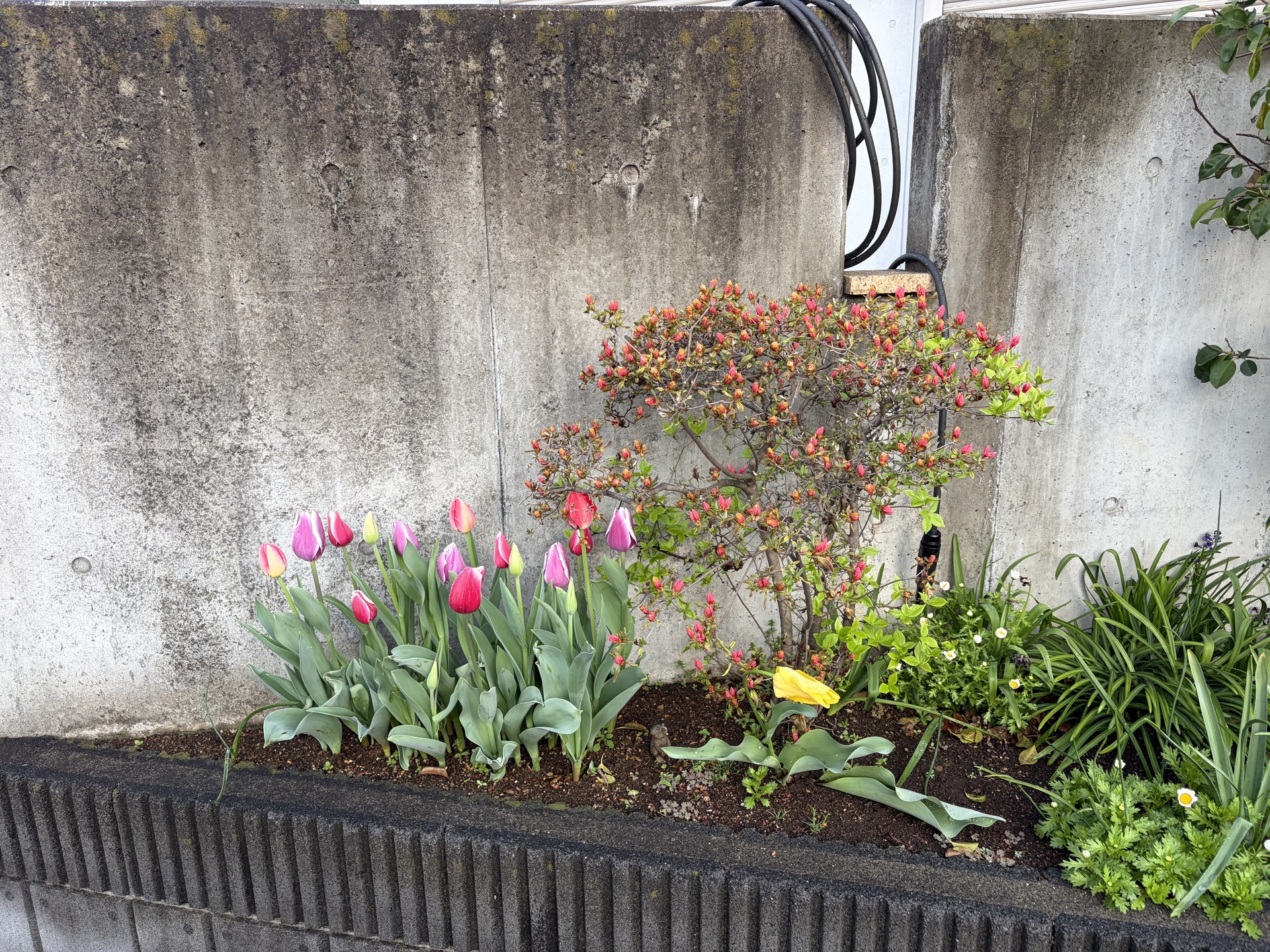 チューリップとツツジのコラボ